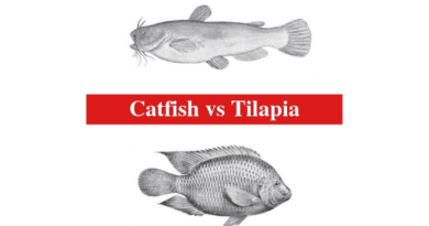 How to Use Tilapia Fishes to Feed Catfishes for Profits
