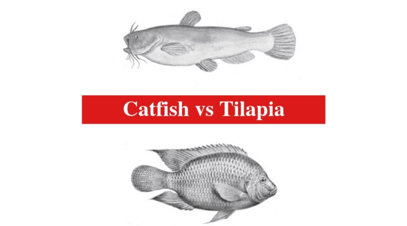 How to Use Tilapia Fishes to Feed Catfishes for Profits