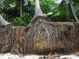 The Coconut Roots: Economic Importance, Uses, and By-Products The Coconut Roots: Economic Importance, Uses, and By-Products