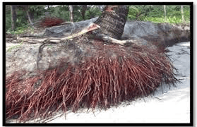 The Coconut Roots: Economic Importance, Uses, and By-Products The Coconut Roots: Economic Importance, Uses, and By-Products