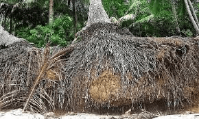 The Coconut Roots: Economic Importance, Uses, and By-Products The Coconut Roots: Economic Importance, Uses, and By-Products