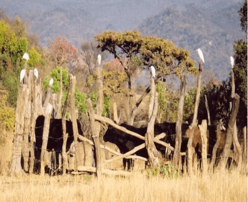 Housing in Cattle Production