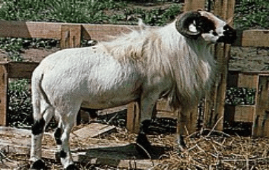 Breeds of Sheep and Goats