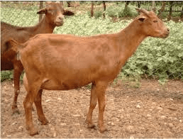 Breeds of Sheep and Goats