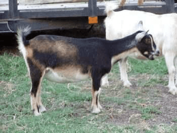 Breeds of Sheep and Goats