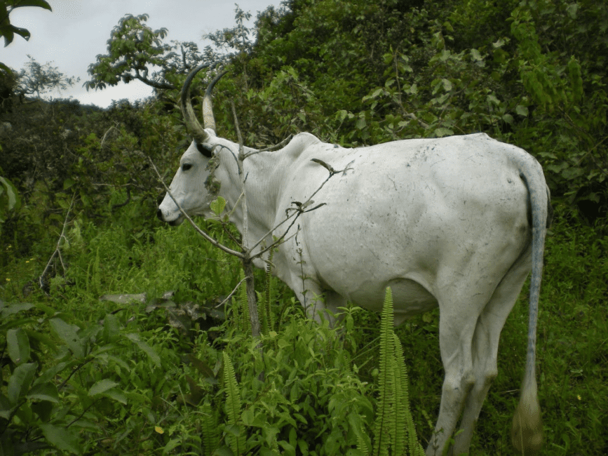 Breeds of Cattle