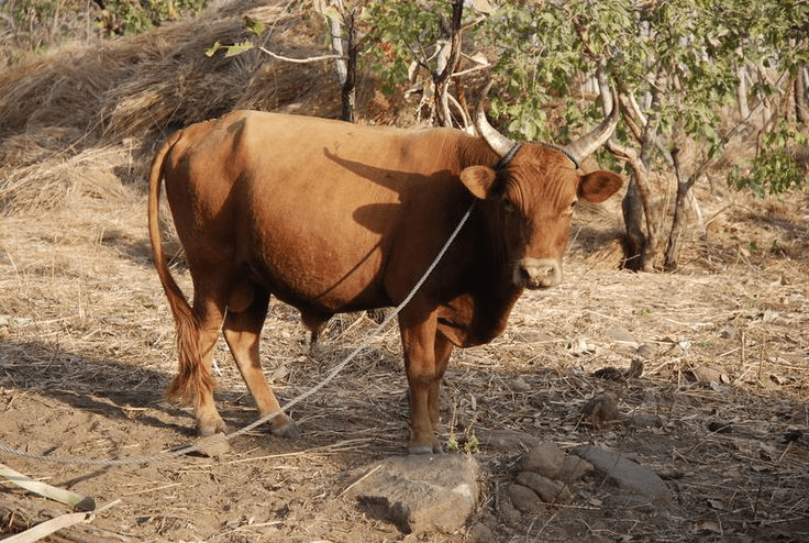 Breeds of Cattle