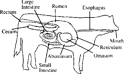 Digestive  Anatomy of Ruminants