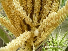 The Coconut Stamens: Economic Importance, Uses, and By-Products The Coconut Stamens: Economic Importance, Uses, and By-Products