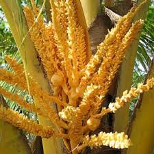 The Coconut Stamens: Economic Importance, Uses, and By-Products The Coconut Stamens: Economic Importance, Uses, and By-Products
