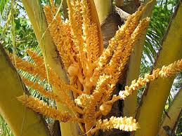 The Coconut Stamens: Economic Importance, Uses, and By-Products The Coconut Stamens: Economic Importance, Uses, and By-Products