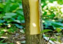 The Rubber Bark: Economic Importance, Uses, and By-Products