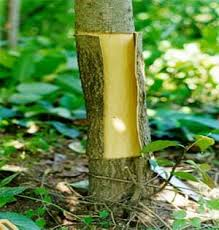 The Rubber Bark: Economic Importance, Uses, and By-Products