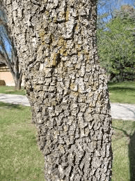 The Rubber Bark: Economic Importance, Uses, and By-Products The Rubber Bark: Economic Importance, Uses, and By-Products