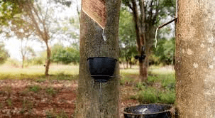 The Rubber Bark: Economic Importance, Uses, and By-Products