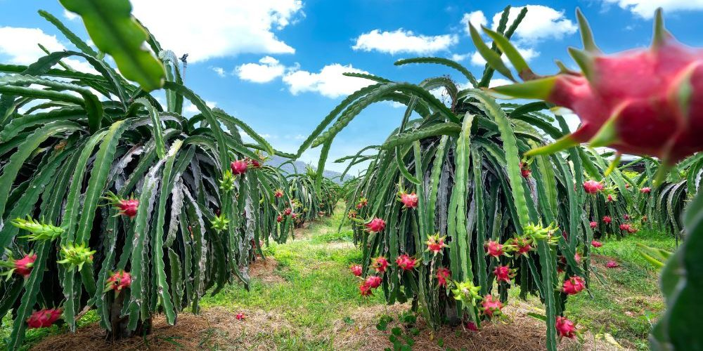 Dragon Fruit Farming Complete Beginners Guide