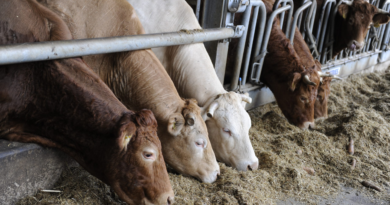 Feeding Materials for Ruminant Animals
