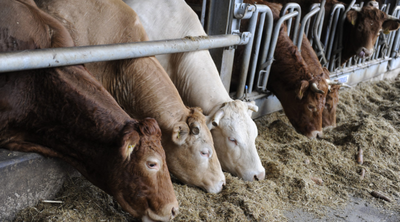 Feeding Materials for Ruminant Animals - Agric4Profits