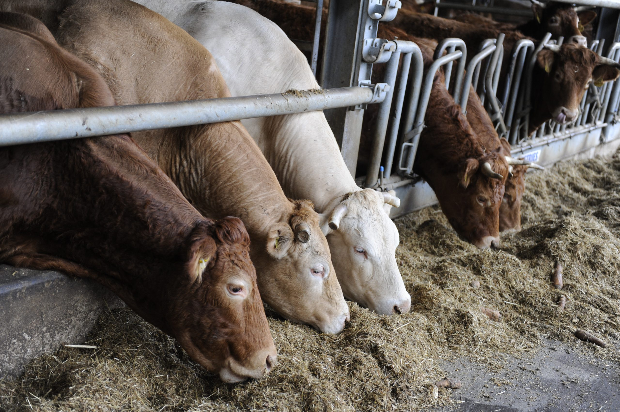 Feeding Materials for Ruminant Animals