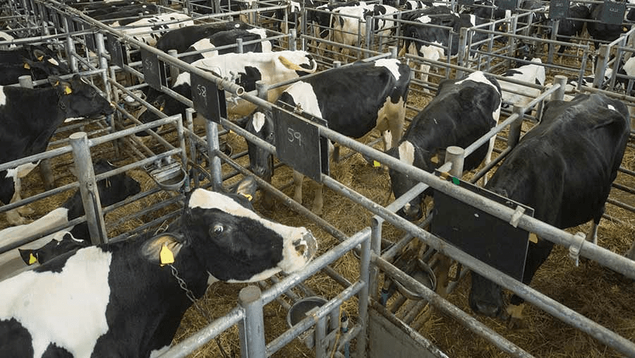 Nutrient Requirements and Feeding of Ruminants