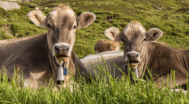 Equipment and Management Practices in Ruminant Production