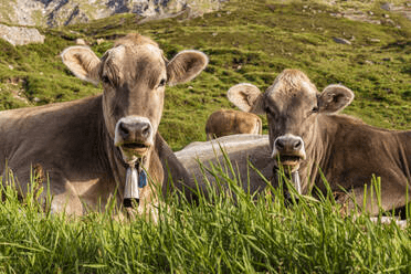 Equipment and Management Practices in Ruminant Production