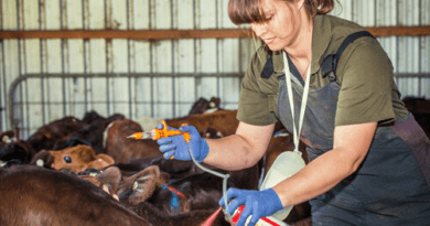 Diseases of Ruminants and Their Preventive Measures
