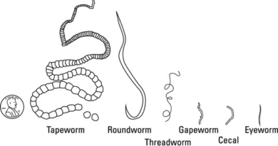 Internal Parasites of Ruminants and the Control Measures