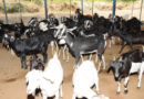 Housing in Sheep and Goat Production