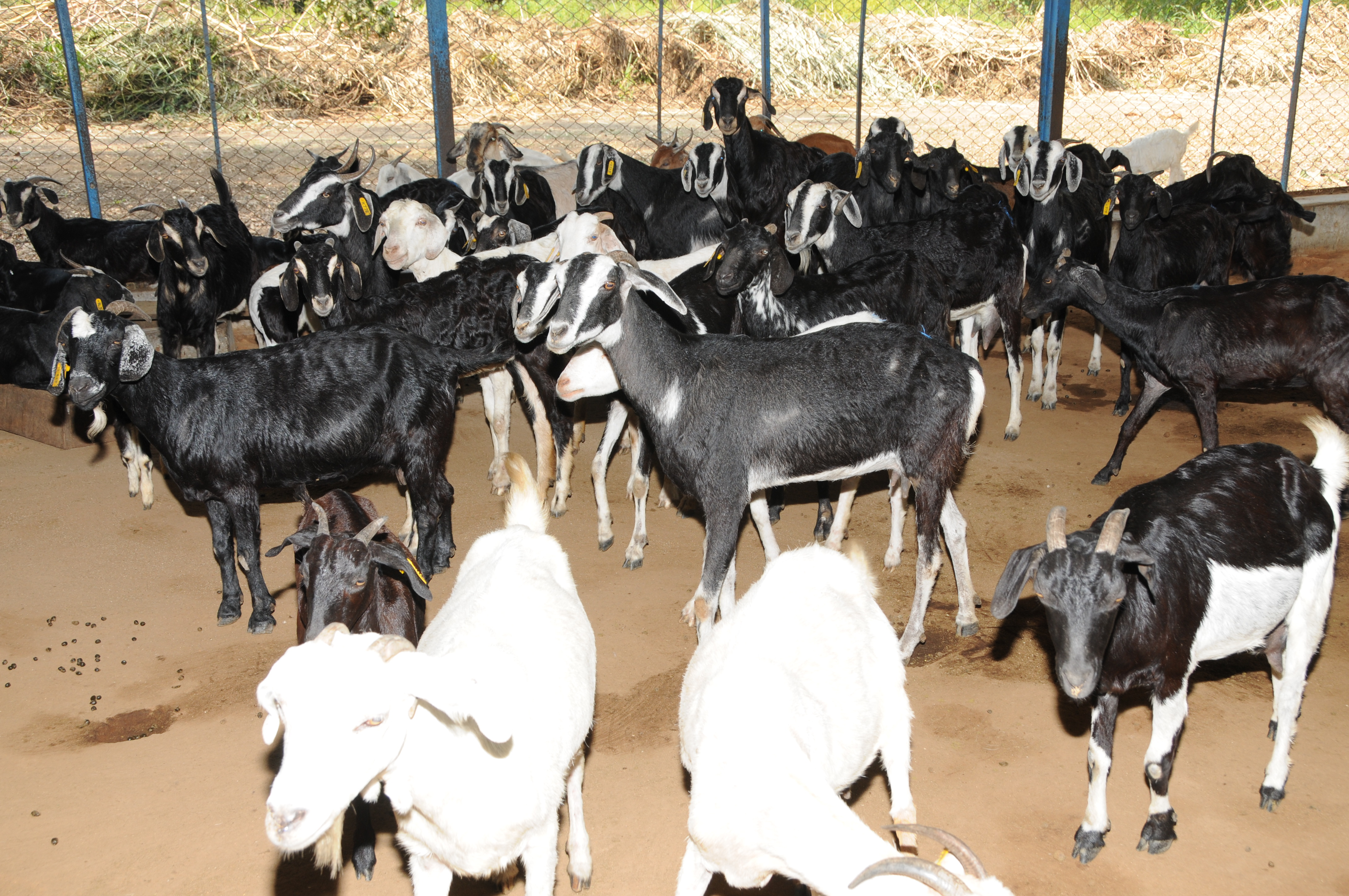 Housing in Sheep and Goat Production