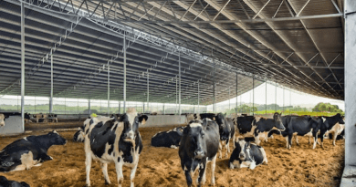 Housing in Cattle Production