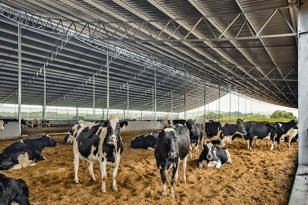 Guide to Housing In Cattle Production