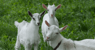 Management of Breeding Stock in Sheep and Goats