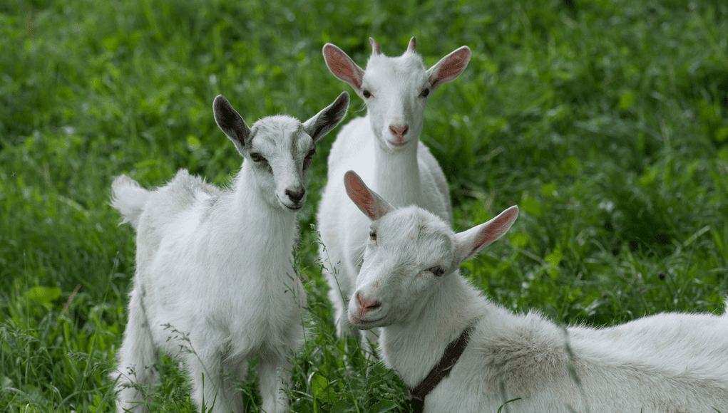 Management of Breeding Stock in Sheep and Goats