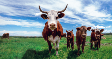 Management of Breeding Stock in Cattle