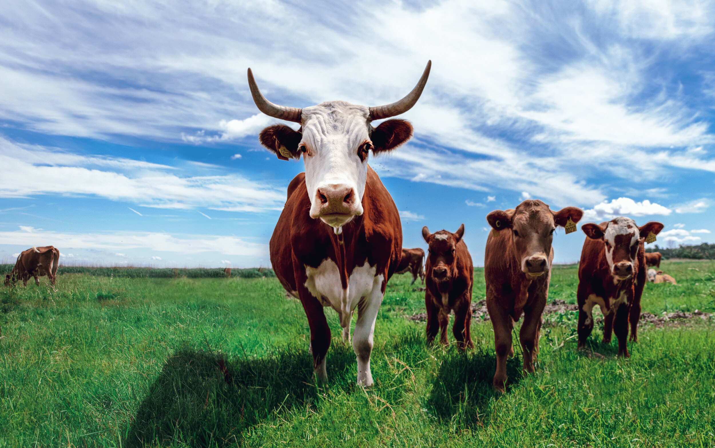 Management of Breeding Stock in Cattle