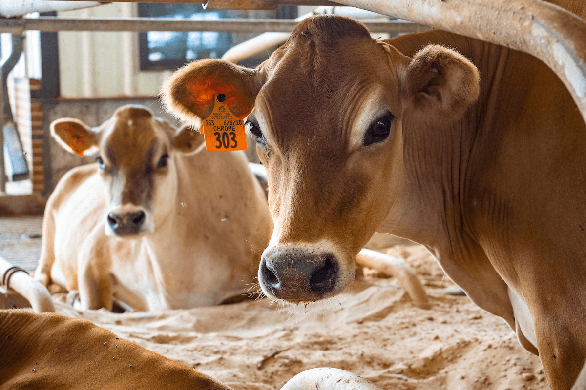 The Different Breeds of Cattle