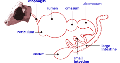 Digestive Anatomy of Ruminants