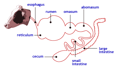 Digestive Anatomy of Ruminants