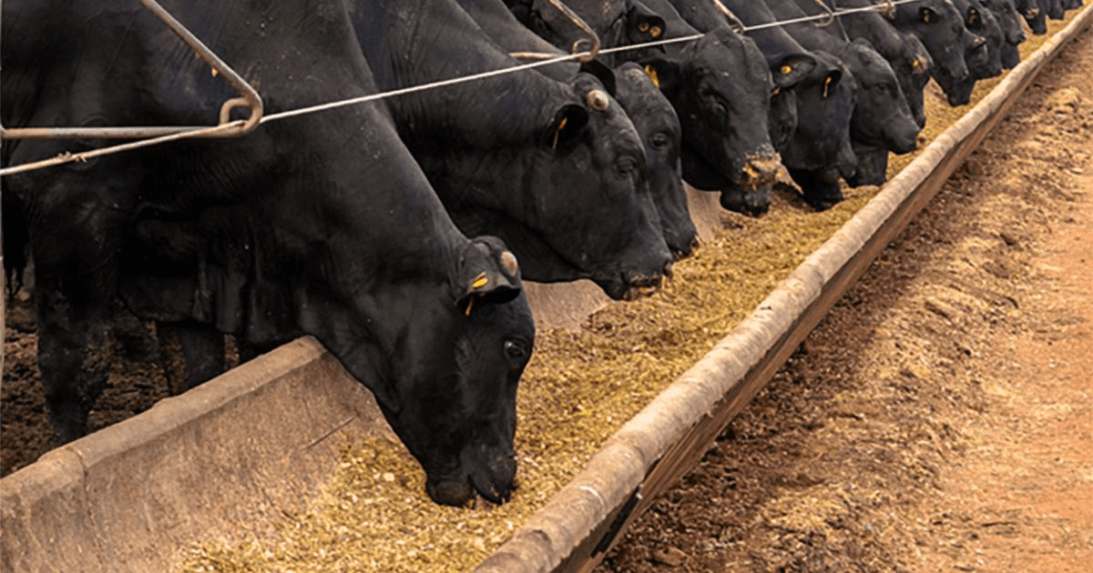 General Features of Ruminant Animals - Agric4Profits