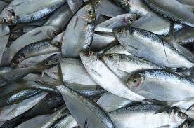 How to Market your Matured Fishes for Profit