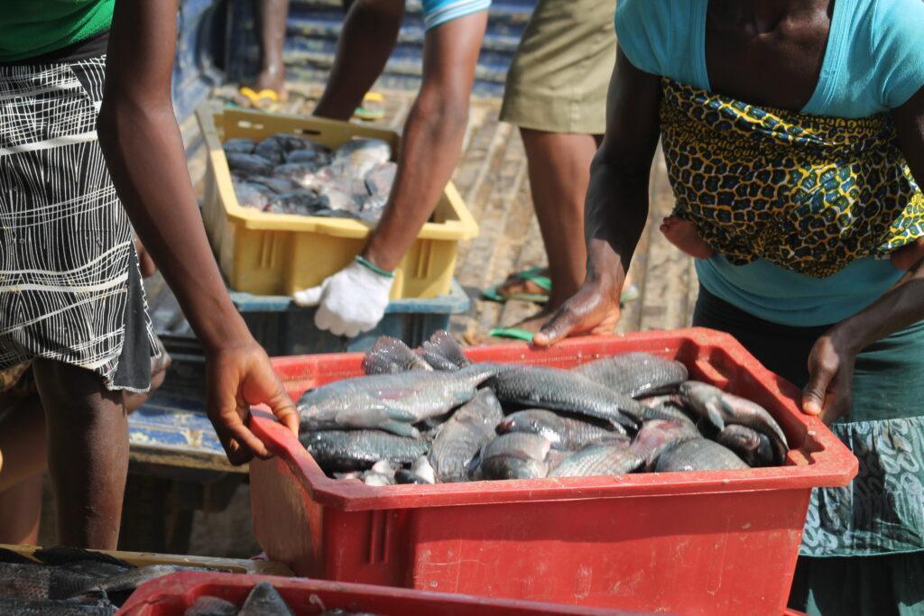 How to Market your Matured Fishes for Profit