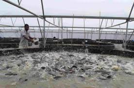 Factors to Consider Before Starting a Fish Farming Business