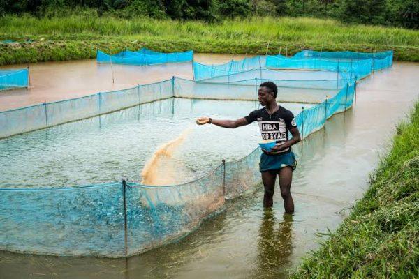Factors to Consider Before Starting a Fish Farming Business