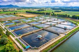Factors to Consider Before Starting a Fish Farming Business