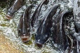 Factors to Consider Before Starting a Fish Farming Business