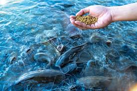 Fish Feed Consumption Chart and The Best Species of Fish to Raise