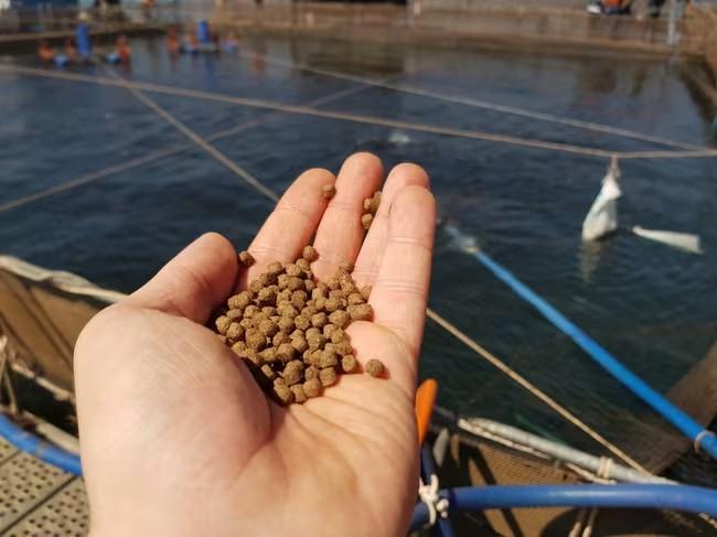Fish Feed Consumption Chart and The Best Species of Fish to Raise