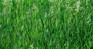 Tall Fescue Grass (Festuca arundinacea) Complete Guide
