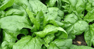 How to Grow Spinach Step by Step Guide